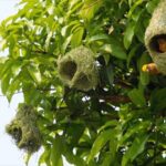 Crafting_Homes_in_the_Sky__Baya_Weaver_Birds_Gear_Up_for_Breeding_Season_in_Yunnan___ video poster
