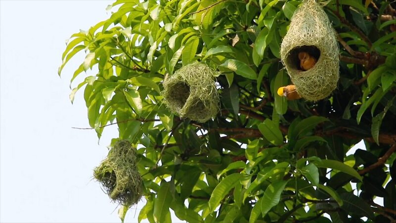 Crafting_Homes_in_the_Sky__Baya_Weaver_Birds_Gear_Up_for_Breeding_Season_in_Yunnan____poster - 🌍NewspaperAmigo – Your Global News Buddy 🗞️ Crafting_Homes_in_the_Sky__Baya_Weaver_Birds_Gear_Up_for_Breeding_Season_in_Yunnan___ video poster