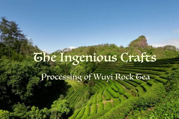 Crafting Perfection: The Art Behind Wuyi Rock Tea 🍵✨ Crafting_Perfection__The_Art_Behind_Wuyi_Rock_Tea___ video poster