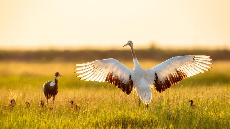 Cranes_Dance_at_Sunset_in_Daqing_s_Fields___ - 🌍NewspaperAmigo – Your Global News Buddy 🗞️ Cranes_Dance_at_Sunset_in_Daqing_s_Fields___