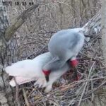 Crested_Ibises_Make_a_Comeback_in_Northwest_China___ video poster