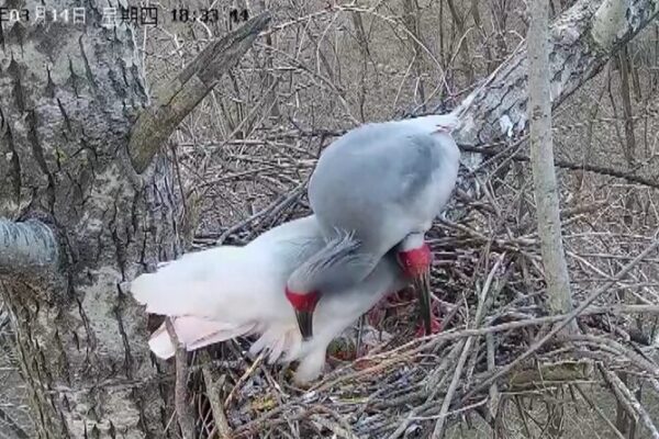 Crested Ibises Make a Comeback in Northwest China 🐦✨ Crested_Ibises_Make_a_Comeback_in_Northwest_China___ video poster