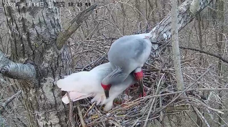 Crested_Ibises_Make_a_Comeback_in_Northwest_China____poster - 🌍NewspaperAmigo – Your Global News Buddy 🗞️ Crested_Ibises_Make_a_Comeback_in_Northwest_China___ video poster