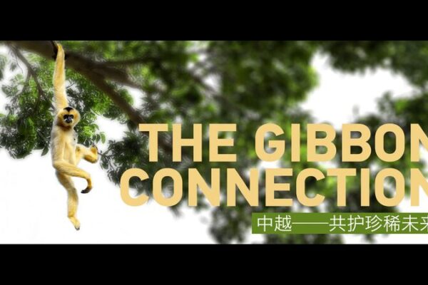 Cross-Border Gibbons: How China & Vietnam Save a Species ๐๐ Cross_Border_Gibbons__How_China___Vietnam_Save_a_Species___ video poster