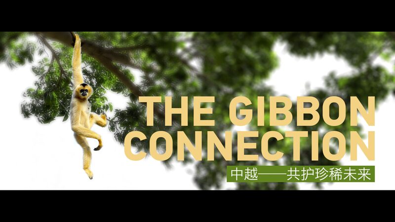 Cross_Border_Gibbons__How_China___Vietnam_Save_a_Species____poster - 🌍NewspaperAmigo – Your Global News Buddy 🗞️ Cross_Border_Gibbons__How_China___Vietnam_Save_a_Species___ video poster