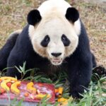 Culinary_Safari__Zoo_Animals_Feast_for_Laba_Festival___