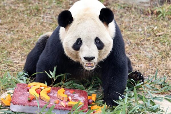 Culinary Safari: Zoo Animals Feast for Laba Festival 🥘🐯 Culinary_Safari__Zoo_Animals_Feast_for_Laba_Festival___
