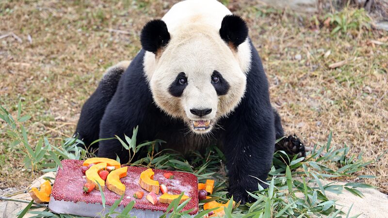 Culinary_Safari__Zoo_Animals_Feast_for_Laba_Festival___ - 🌍NewspaperAmigo – Your Global News Buddy 🗞️ Culinary_Safari__Zoo_Animals_Feast_for_Laba_Festival___