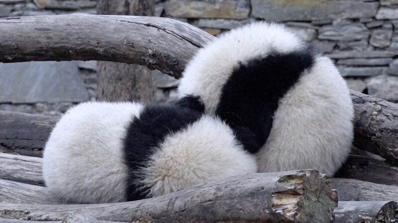 Cuteness Overload: Panda Twins Snuggle at Southwest China Reserve 🐼💖 Cuteness_Overload__Panda_Twins_Snuggle_at_Southwest_China_Reserve___ video poster