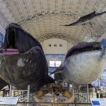 Dalian_Natural_History_Museum_Draws_Record_Visitors_with_Nature_Exhibits____