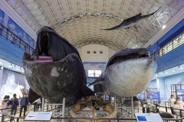 Dalian Natural History Museum Draws Record Visitors with Nature Exhibits 🌿🏛️ Dalian_Natural_History_Museum_Draws_Record_Visitors_with_Nature_Exhibits____