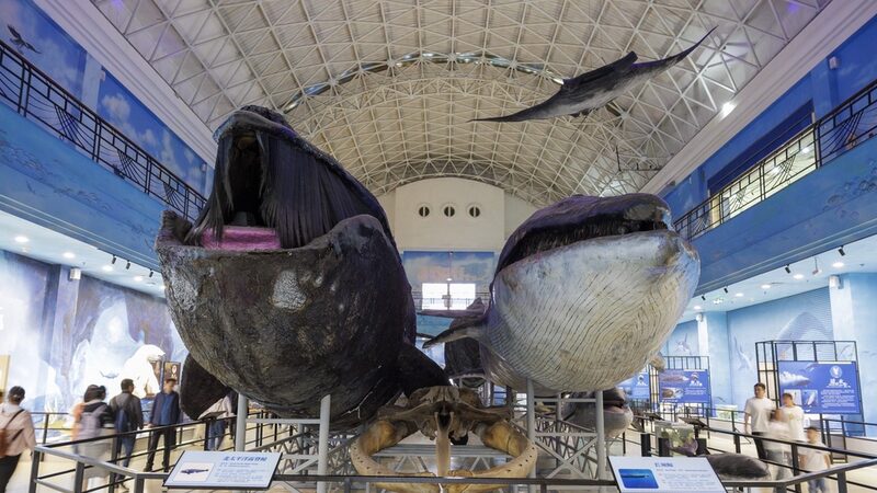Dalian_Natural_History_Museum_Draws_Record_Visitors_with_Nature_Exhibits____