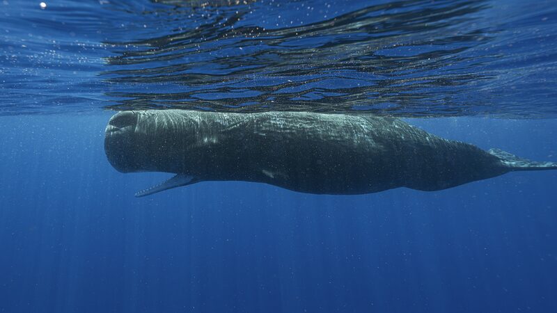 Decoding_Sperm_Whale_Conversations_Around_Dominica___