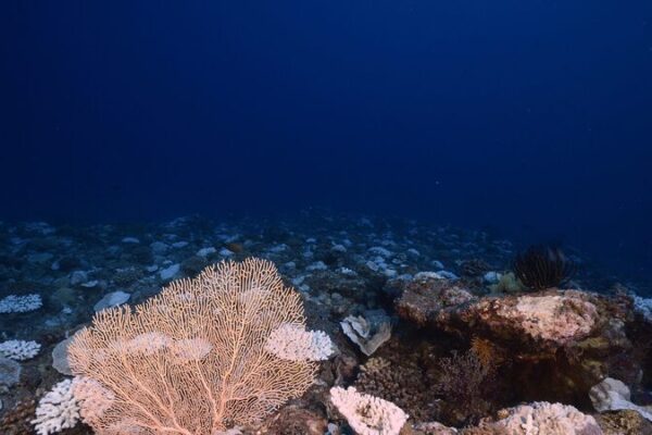 Deep-Sea Microbes Hold Key to Fighting Superbugs 🌊💊 Deep_Sea_Microbes_Hold_Key_to_Fighting_Superbugs___