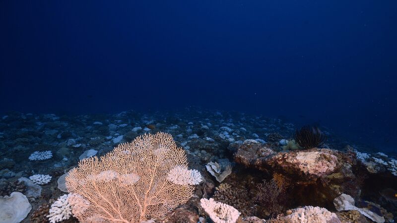 Deep_Sea_Microbes_Hold_Key_to_Fighting_Superbugs___