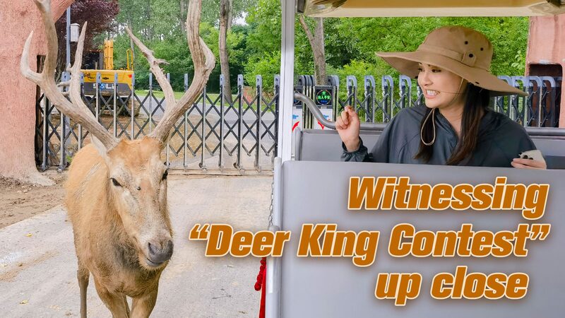 Deer King Contest: China’s Majestic Milu Deer Steal the Spotlight 🦌👑 Deer_King_Contest__China_s_Majestic_Milu_Deer_Steal_the_Spotlight___ video poster