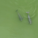 Delight__20_Yangtze_Finless_Porpoises_Seen_Playing_in_Yueyang_River___ video poster