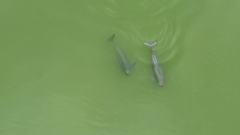 Delight__20_Yangtze_Finless_Porpoises_Seen_Playing_in_Yueyang_River____poster - 🌍NewspaperAmigo – Your Global News Buddy 🗞️ Delight__20_Yangtze_Finless_Porpoises_Seen_Playing_in_Yueyang_River___ video poster