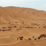 Desert_Survivors__How_Camels_Thrive_in_China_s_Harsh_Badain_Jaran___