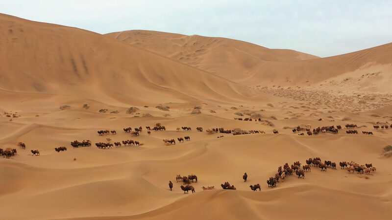 Desert_Survivors__How_Camels_Thrive_in_China_s_Harsh_Badain_Jaran___ - 🌍NewspaperAmigo – Your Global News Buddy 🗞️ Desert_Survivors__How_Camels_Thrive_in_China_s_Harsh_Badain_Jaran___