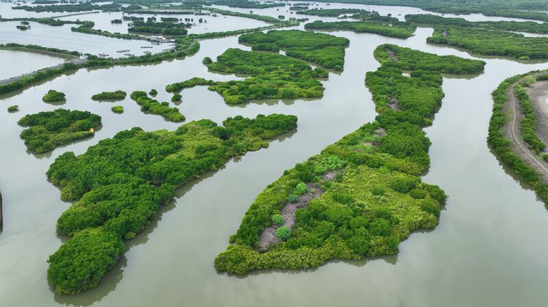 __Discover_China_s_Magical__Sea_Forests__in_Stunning_Photos
