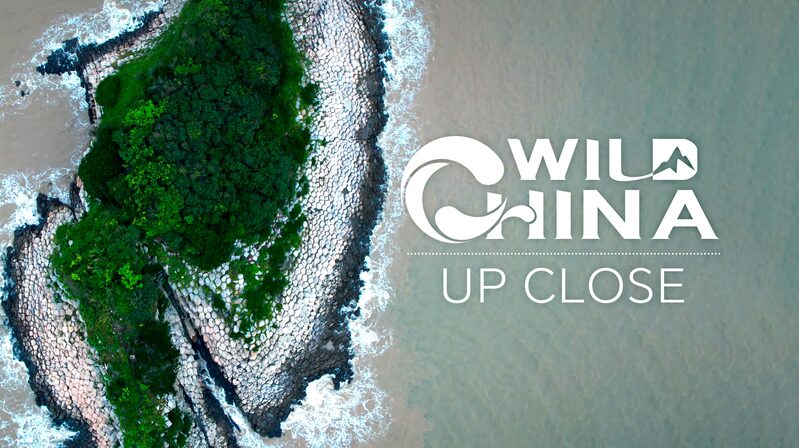 Discover_China_s_Stone_Pillars__Nature_s_Art_on_Hua_ao_Island__poster - 🌍NewspaperAmigo – Your Global News Buddy 🗞️ __Discover_China_s_Stone_Pillars__Nature_s_Art_on_Hua_ao_Island_ video poster