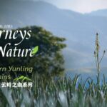 __Discover_China_s_Wild_Aloe_Haven_in_Yunnan_s_Yunling_Mountains_ video poster