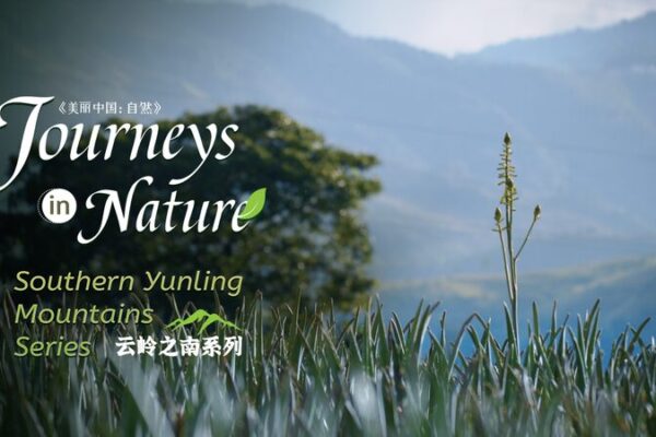 🌿 Discover China’s Wild Aloe Haven in Yunnan’s Yunling Mountains! __Discover_China_s_Wild_Aloe_Haven_in_Yunnan_s_Yunling_Mountains_ video poster
