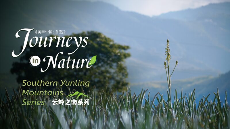 Discover_China_s_Wild_Aloe_Haven_in_Yunnan_s_Yunling_Mountains__poster - 🌍NewspaperAmigo – Your Global News Buddy 🗞️ __Discover_China_s_Wild_Aloe_Haven_in_Yunnan_s_Yunling_Mountains_ video poster