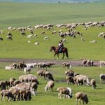 Discover_Hulun_Buir__Inner_Mongolia_s_Green_Paradise___