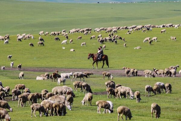 Discover Hulun Buir: Inner Mongolia’s Green Paradise 🌾✨ Discover_Hulun_Buir__Inner_Mongolia_s_Green_Paradise___