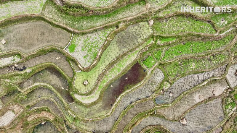 Discover_Qiandongnan_s_Terraces__A_Stunning_Blend_of_Humanity_and_Nature___
