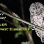 Discover_Sichuan_s_Wild_Side___New_Docu_Series_Explores_Human_Nature_Harmony