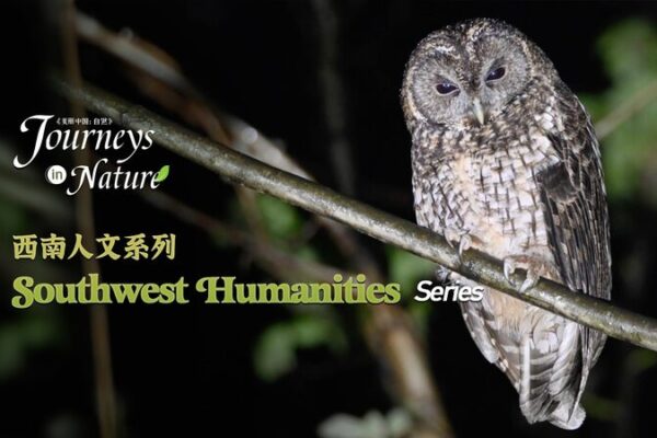 Discover Sichuan’s Wild Side 🌿 New Docu-Series Explores Human-Nature Harmony Discover_Sichuan_s_Wild_Side___New_Docu_Series_Explores_Human_Nature_Harmony