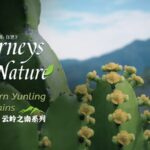 __Discover_the__Hegemon_King_s_Whip__in_Yunnan_s_Wild_Valleys_ video poster