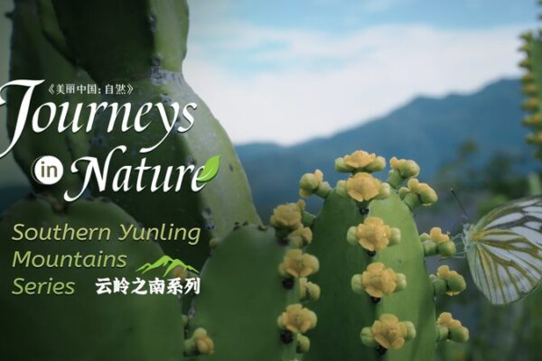 🌿 Discover the ‘Hegemon-King’s Whip’ in Yunnan’s Wild Valleys! __Discover_the__Hegemon_King_s_Whip__in_Yunnan_s_Wild_Valleys_ video poster