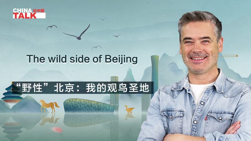 Discovering Beijing’s Hidden Wild Side: A Birdwatcher’s Paradise 🐦🌿 Discovering_Beijing_s_Hidden_Wild_Side__A_Birdwatcher_s_Paradise___ video poster