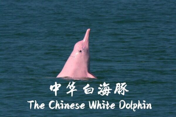 Dive into Harmony: Chinese White Dolphin Docu Series 🐬🌊 Dive_into_Harmony__Chinese_White_Dolphin_Docu_Series___ video poster