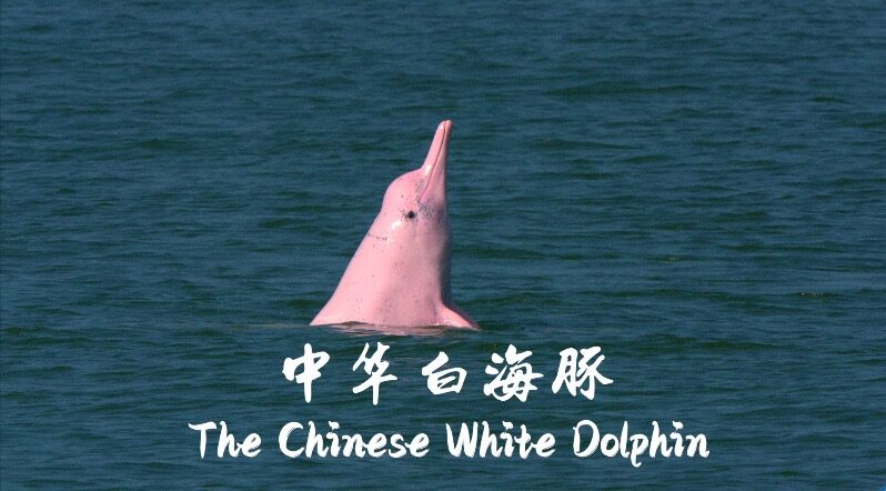 Dive_into_Harmony__Chinese_White_Dolphin_Docu_Series____poster - 🌍NewspaperAmigo – Your Global News Buddy 🗞️ Dive_into_Harmony__Chinese_White_Dolphin_Docu_Series___ video poster