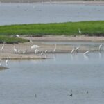 Dongting_Lake_Welcomes_30_000_Migratory_Birds___ video poster