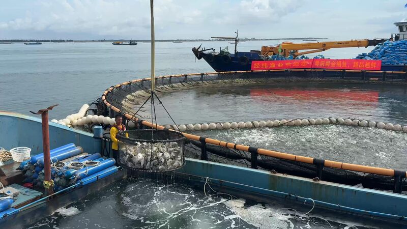 Donut_Shaped_Ocean_Farms_Boost_Sustainable_Aquaculture_in_China__poster - 🌍NewspaperAmigo – Your Global News Buddy 🗞️ ___Donut_Shaped_Ocean_Farms_Boost_Sustainable_Aquaculture_in_China_ video poster
