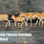 Drivers_Wait_Patiently_for_Tibetan_Antelopes_on_Qinghai_Xizang_Highway