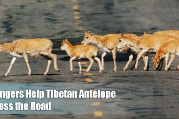 Drivers_Wait_Patiently_for_Tibetan_Antelopes_on_Qinghai_Xizang_Highway