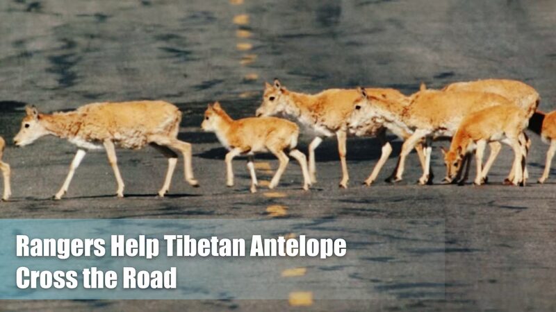 Drivers_Wait_Patiently_for_Tibetan_Antelopes_on_Qinghai_Xizang_Highway - 🌍NewspaperAmigo – Your Global News Buddy 🗞️ Drivers_Wait_Patiently_for_Tibetan_Antelopes_on_Qinghai_Xizang_Highway