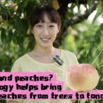 Drones_Deliver_Sweet_Yangshan_Peaches_from_Trees_to_Tongues____ video poster