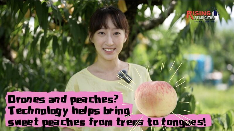 Drones_Deliver_Sweet_Yangshan_Peaches_from_Trees_to_Tongues_____poster - 🌍NewspaperAmigo – Your Global News Buddy 🗞️ Drones_Deliver_Sweet_Yangshan_Peaches_from_Trees_to_Tongues____ video poster