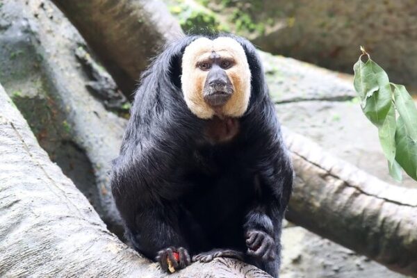 Du Du the ‘Ugly-Cute’ Monkey Steals Hearts at Nanjing Zoo 🐒❤️ Du_Du_the__Ugly_Cute__Monkey_Steals_Hearts_at_Nanjing_Zoo____