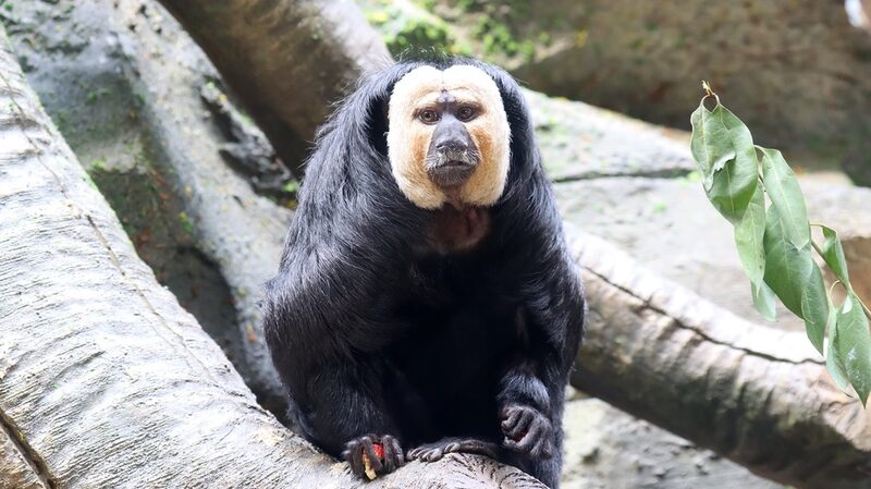 Du_Du_the__Ugly_Cute__Monkey_Steals_Hearts_at_Nanjing_Zoo____ - 🌍NewspaperAmigo – Your Global News Buddy 🗞️ Du_Du_the__Ugly_Cute__Monkey_Steals_Hearts_at_Nanjing_Zoo____