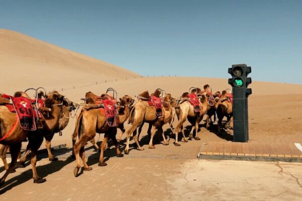 Dunhuang’s Camels Take the Lead with Unique Traffic Signals 🐪🚦 Dunhuang_s_Camels_Take_the_Lead_with_Unique_Traffic_Signals___ video poster