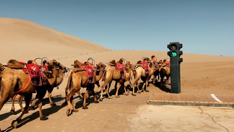 Dunhuang_s_Camels_Take_the_Lead_with_Unique_Traffic_Signals____poster - 🌍NewspaperAmigo – Your Global News Buddy 🗞️ Dunhuang_s_Camels_Take_the_Lead_with_Unique_Traffic_Signals___ video poster
